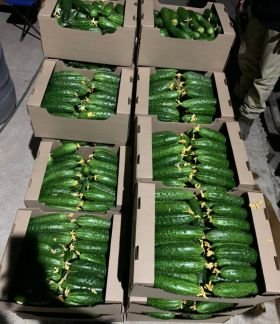 Огурцы  - купить на сайте объявлений Армавир онлайн