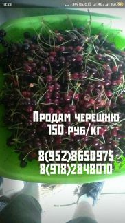 Черешня  - купить на сайте объявлений Армавир онлайн